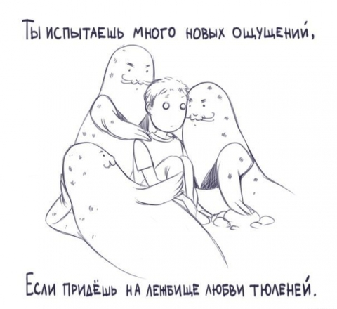 тюлень любви