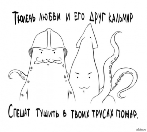 тюлень любви